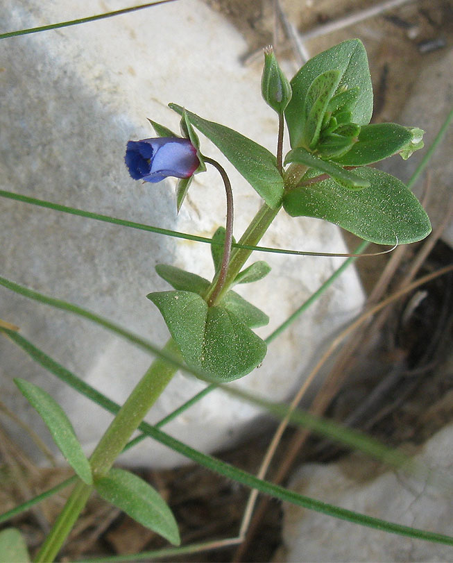 Image of Anagallis arvensis specimen.