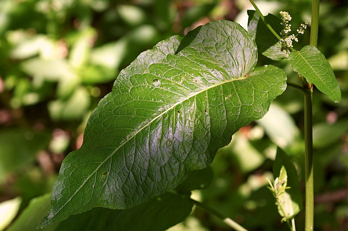 Image of Rumex sylvestris specimen.