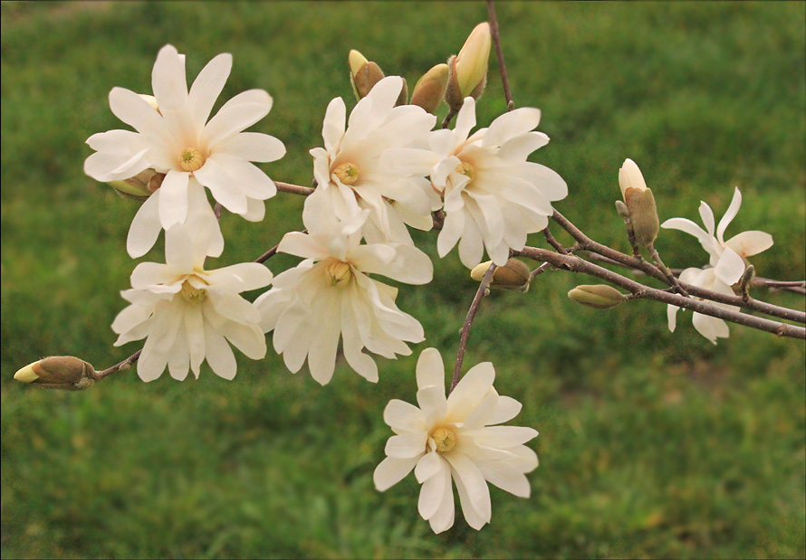 Изображение особи Magnolia stellata.