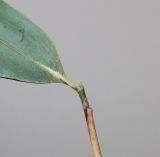 Phyllostachys viridis. Верхняя часть побега с основанием листа (обратная часть листа). Германия, г. Кемпен, у велосипедной дорожки. 28.03.2013.