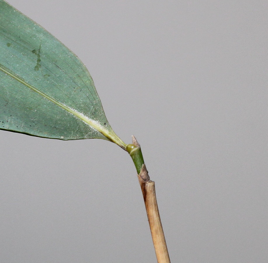 Изображение особи Phyllostachys viridis.