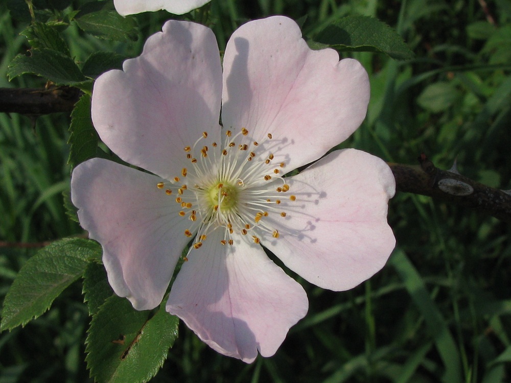 Изображение особи Rosa canina.