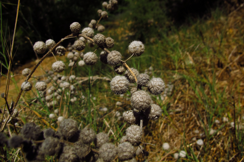 Image of Urtica pilulifera specimen.