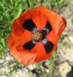 Papaver stevenianum. Цветок. Крым, Симферополь, Петровские скалы. 20 мая 2009 г.