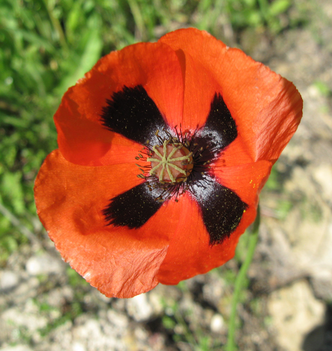 Image of Papaver stevenianum specimen.