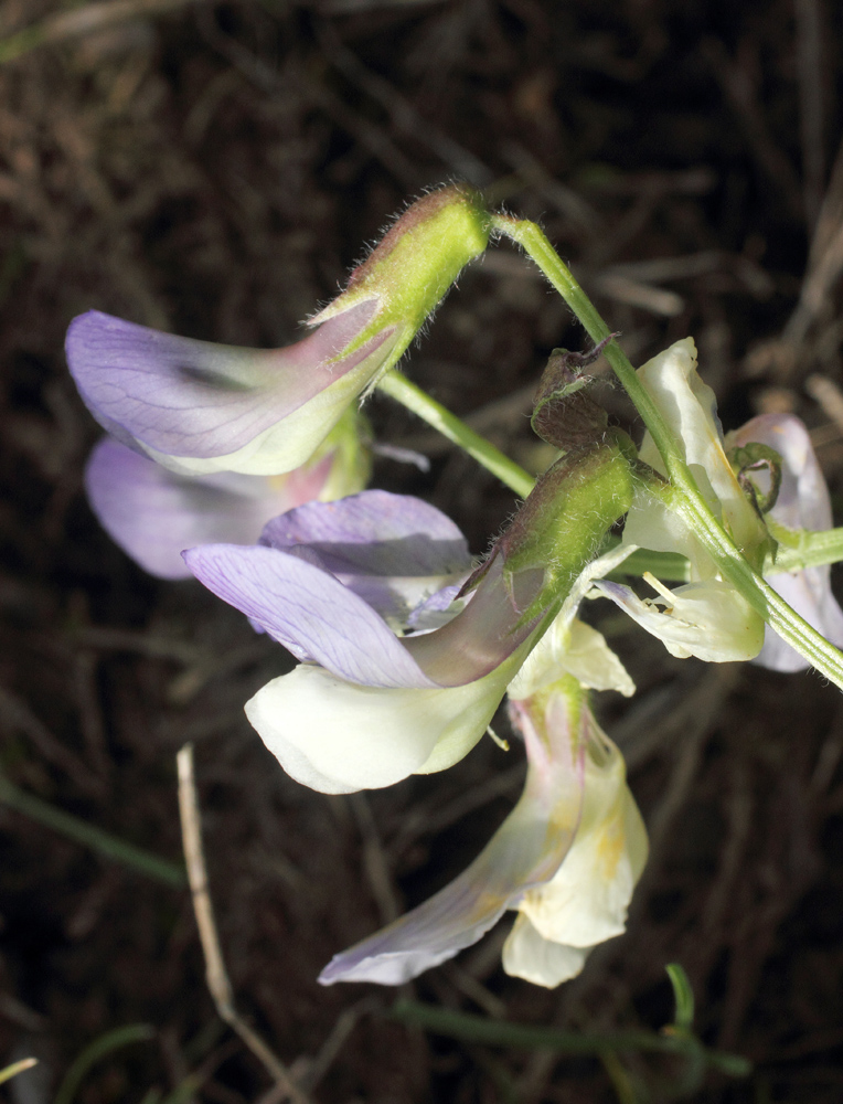 Изображение особи Vicia subvillosa.