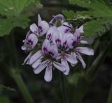 Pelargonium graveolens