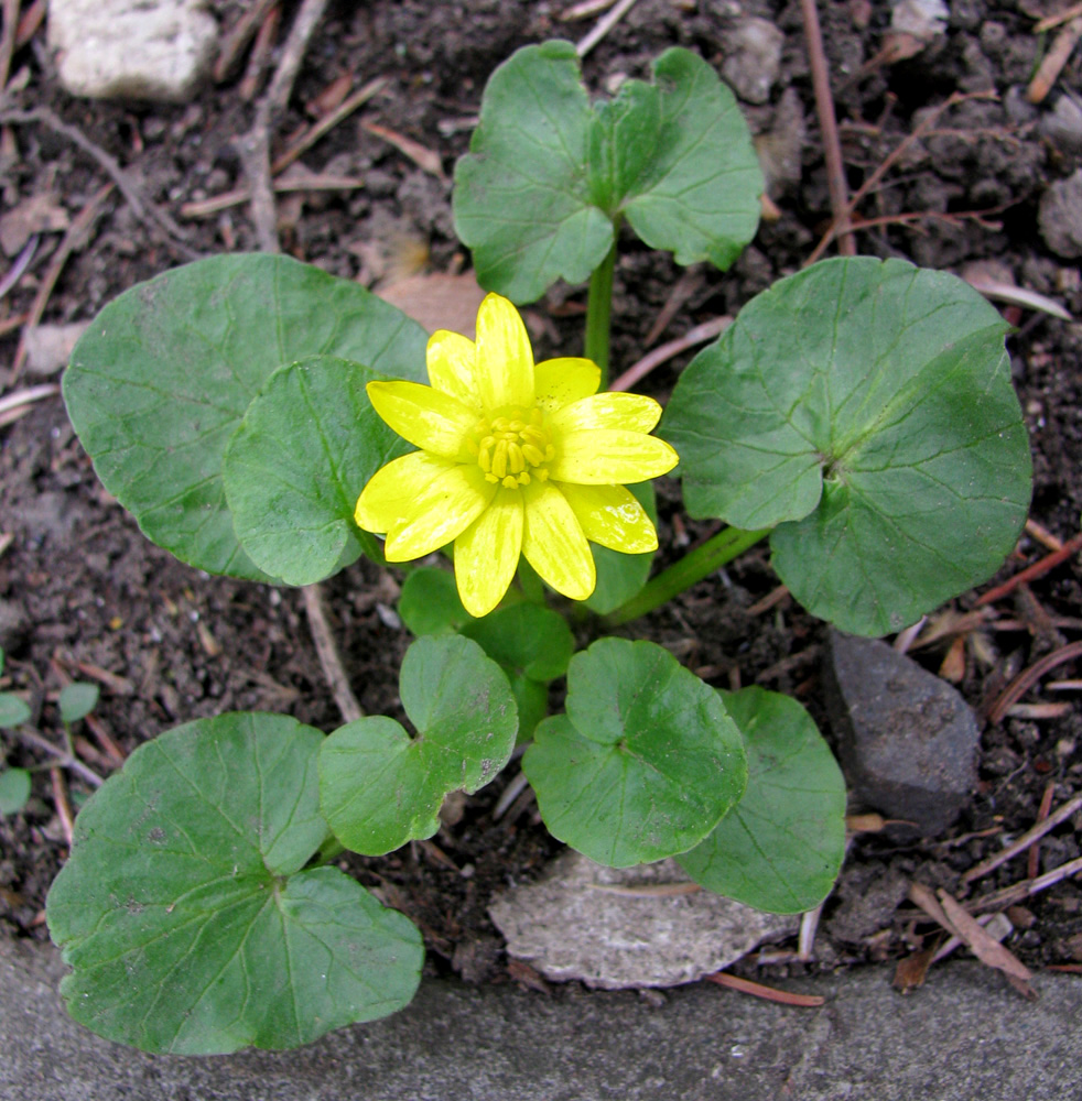 Image of Ficaria calthifolia specimen.