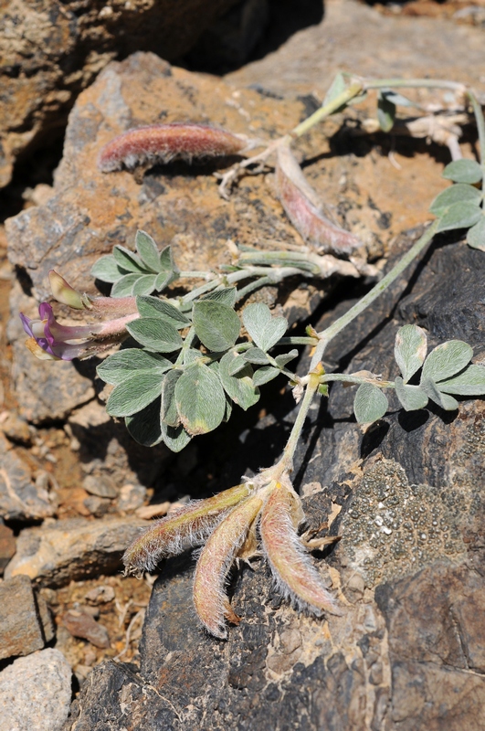 Image of Astragalus neo-popovii specimen.