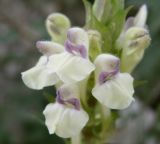 Scutellaria creticola. Цветки. Ростовская обл., Куйбышевский р-н, окр. с. Лысогорка, подножие меловой осыпи. 28.05.2013.