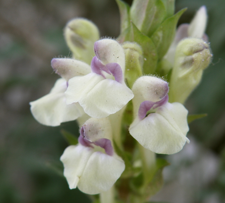 Image of Scutellaria creticola specimen.