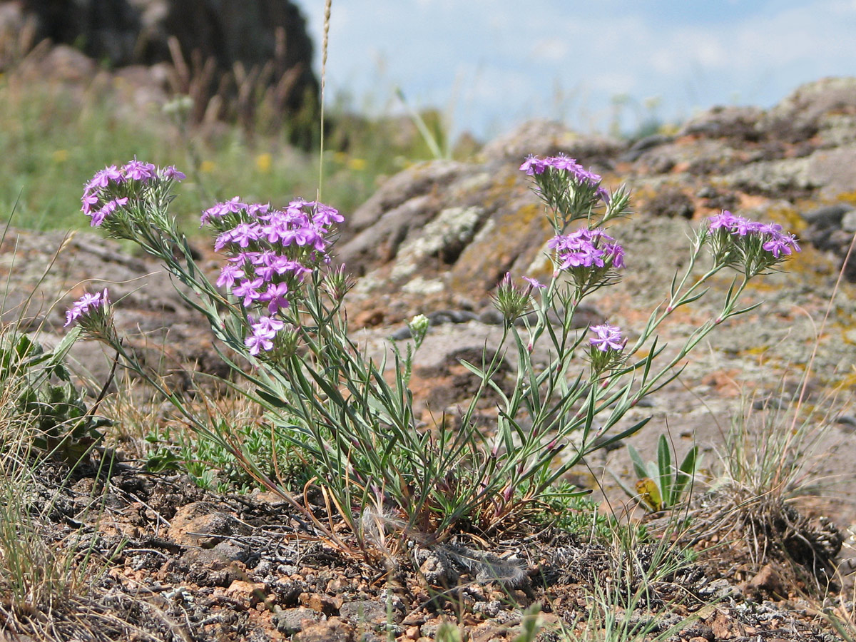 Image of Dianthus pseudarmeria specimen.