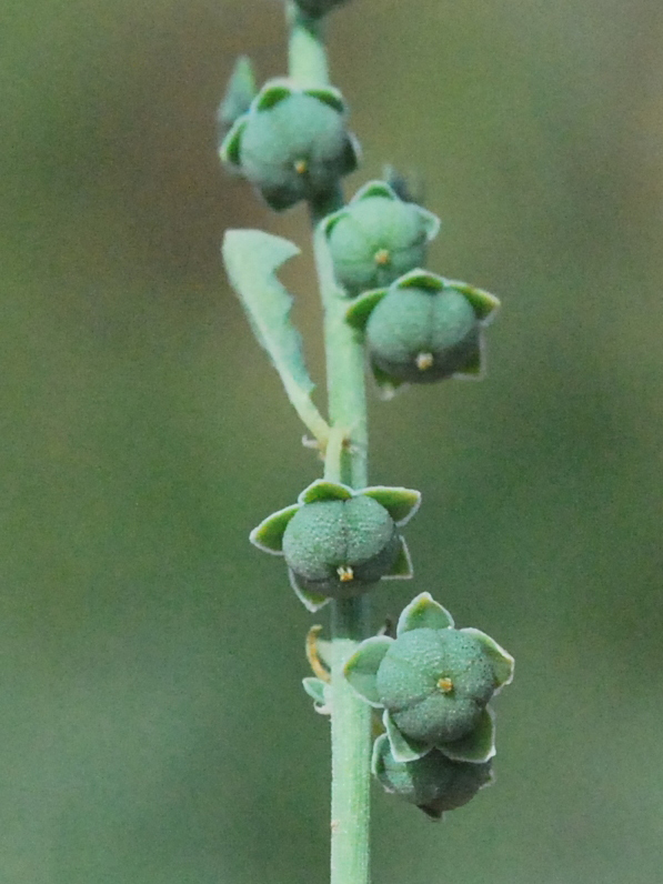 Image of Andrachne rotundifolia specimen.