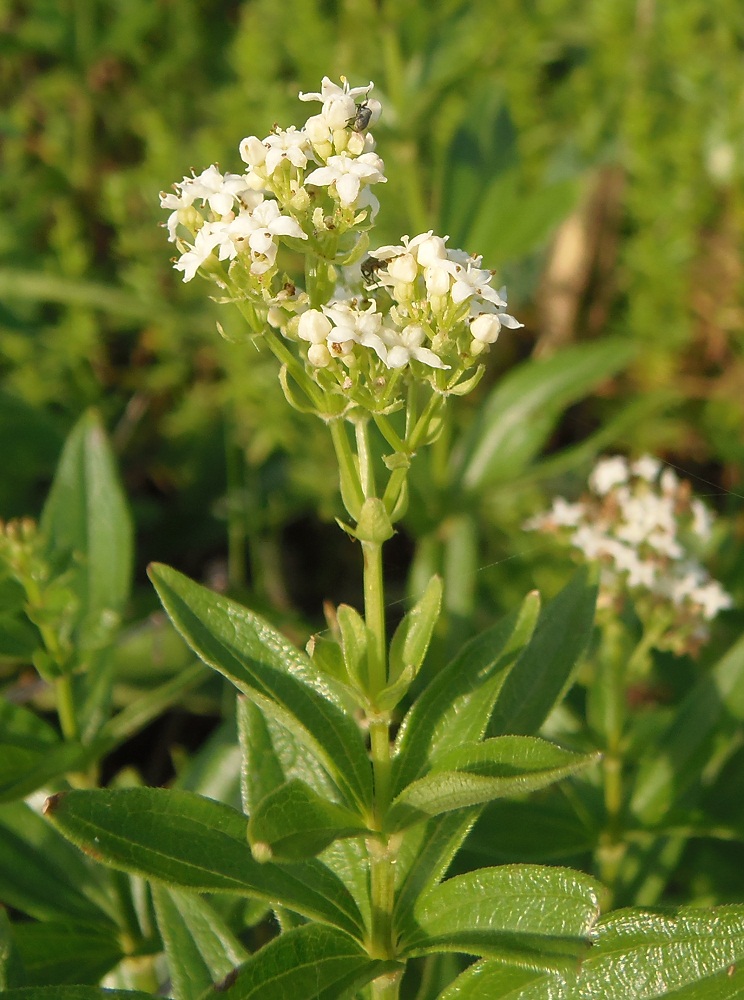 Image of Galium rubioides specimen.