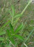 Agrimonia eupatoria подвид grandis. Часть побега. Крым, Карадагский заповедник, ЮЗ склон горы Святая, поляна в дубовом лесу. 15 июля 2013 г.
