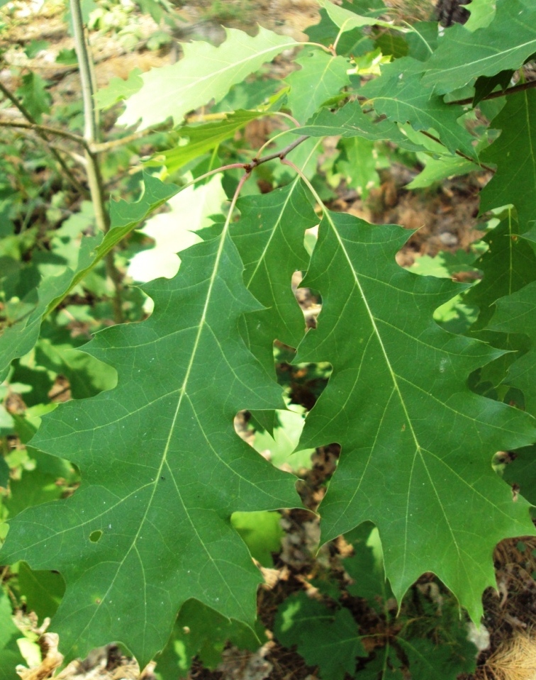 Изображение особи Quercus rubra.