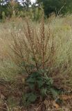 Verbascum lychnitis. Плодоносящее растение. Украина, Запорожская обл., Мелитопольский р-н, пгт Мирное. 06.08.2013.