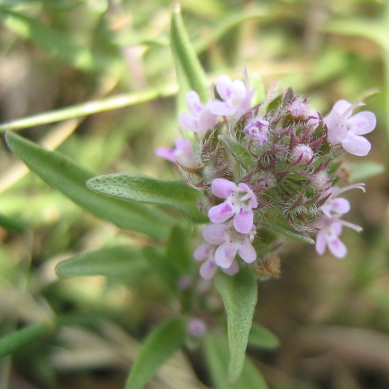 Изображение особи Thymus &times; dimorphus.