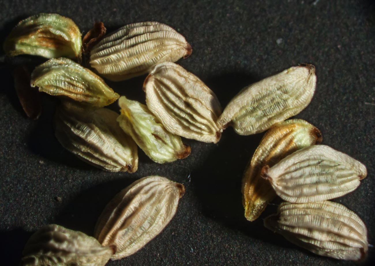 Изображение особи Odontites vulgaris.