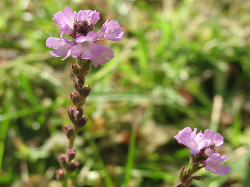 Image of Verbena officinalis specimen.