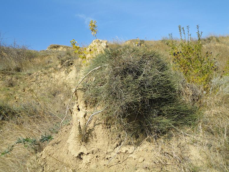 Image of Ephedra distachya specimen.