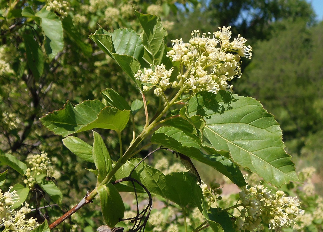 Изображение особи Acer tataricum.