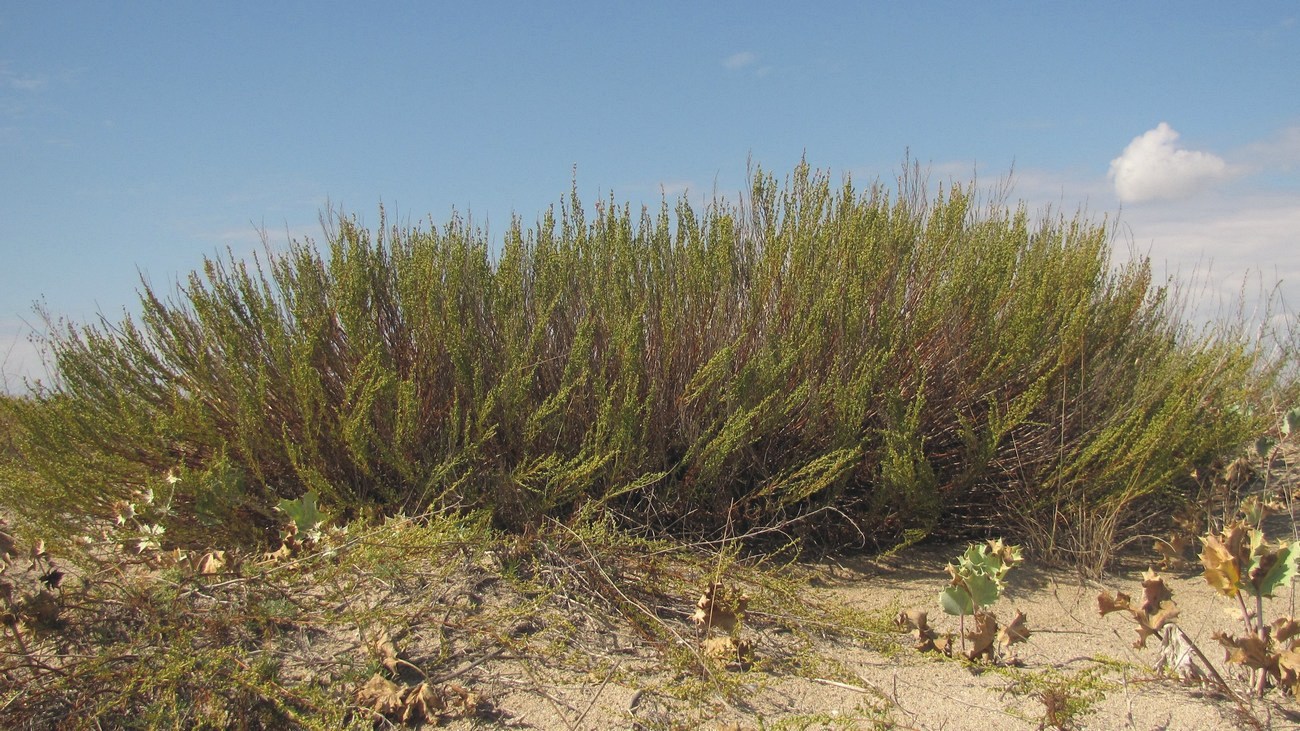 Image of Artemisia arenaria specimen.