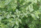 Euonymus europaeus
