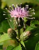 Saussurea grandifolia. Верхушка цветущего растения. Приморский край, г. Владивосток, бухта Соболь, дубовое редколесье на прибрежном склоне. 06.09.2013.