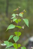 Betula pendula. Верхушка молодого растения. Карелия, восточный берег оз. Топозеро. 11.06.2013.