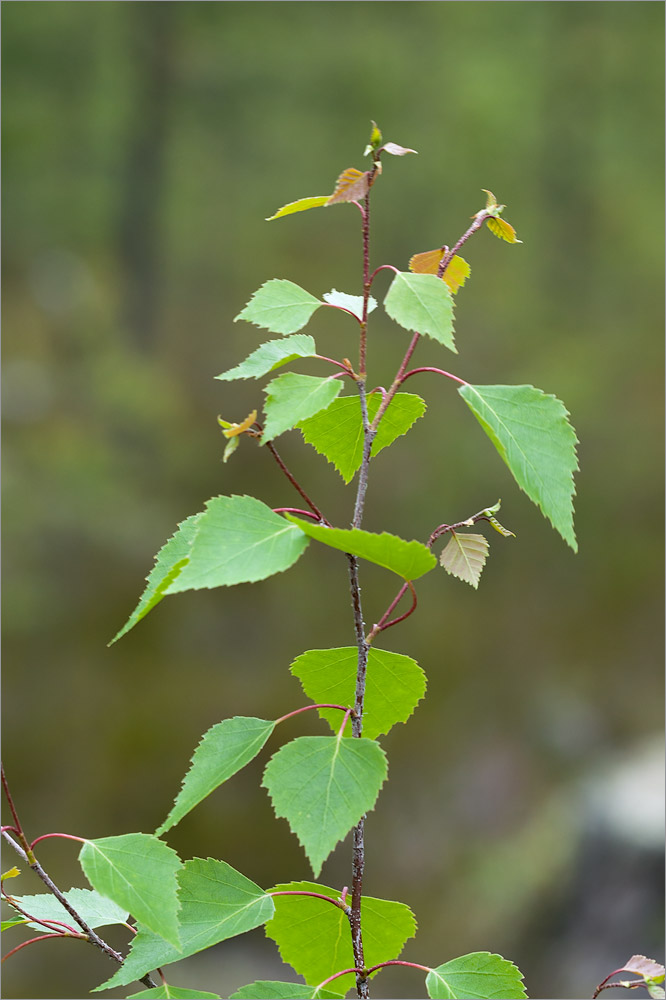 Image of Betula pendula specimen.