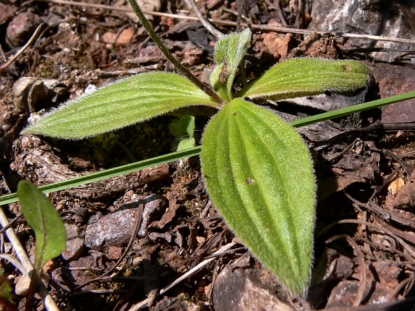 Image of Plantago media specimen.