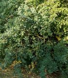 Exochorda racemosa. Часть кроны плодоносящего растения (Exochorda grandiflora Lindl.). Германия, г. Дюссельдорф, Ботанический сад университета. 04.09.2013.