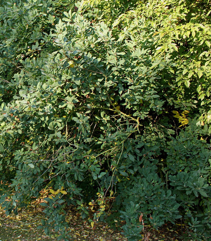 Изображение особи Exochorda racemosa.