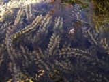 Elodea canadensis