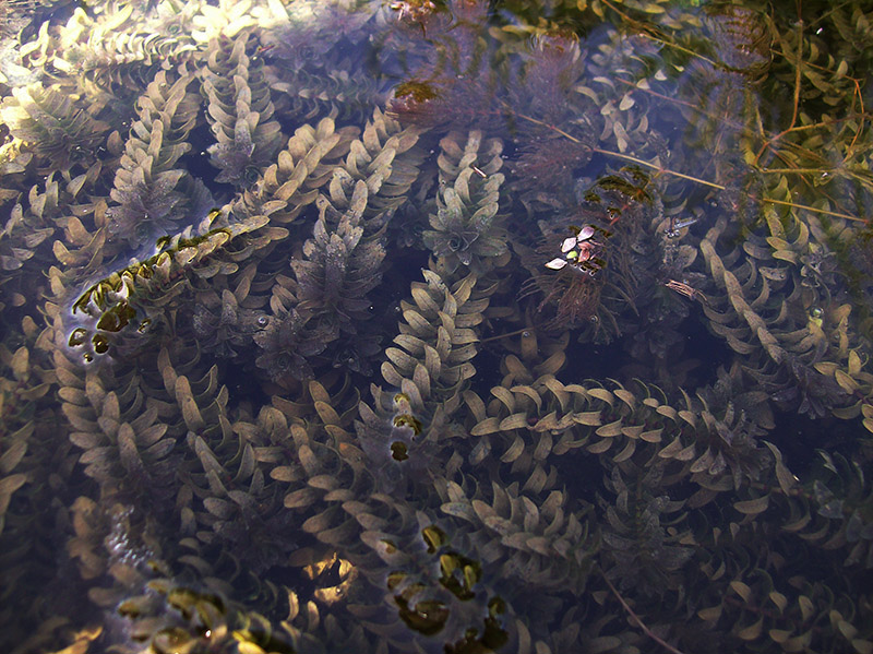 Изображение особи Elodea canadensis.