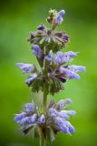 Salvia verticillata