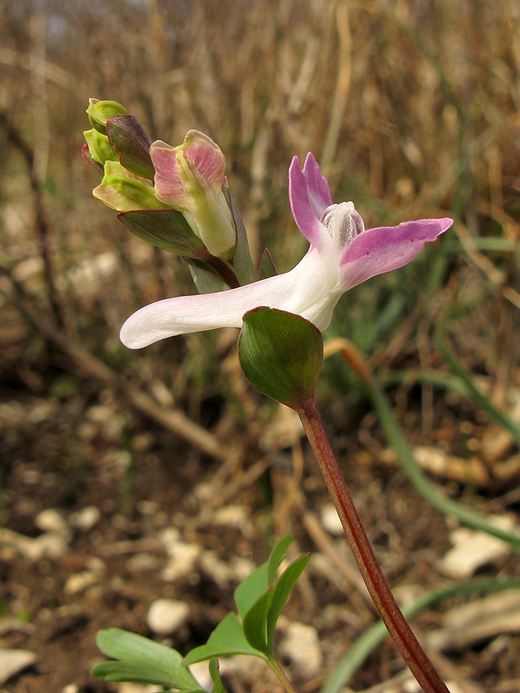 Изображение особи Corydalis caucasica.