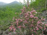 Weigela suavis