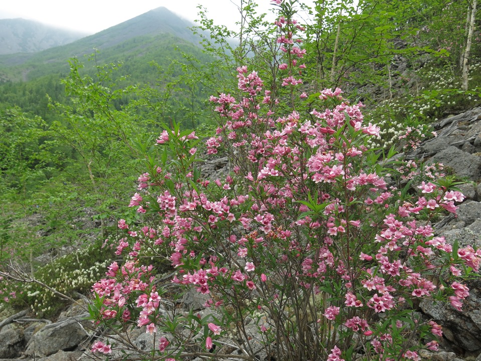 Изображение особи Weigela suavis.