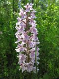 Dactylorhiza fuchsii. Соцветие. Коми, Сысольский р-н, окр. пос. Шугрэм, тайга, сырой луг вдоль дороги. 05.07.2013.