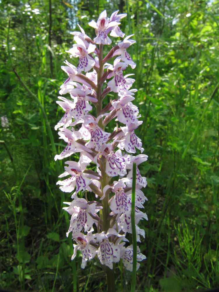 Изображение особи Dactylorhiza fuchsii.