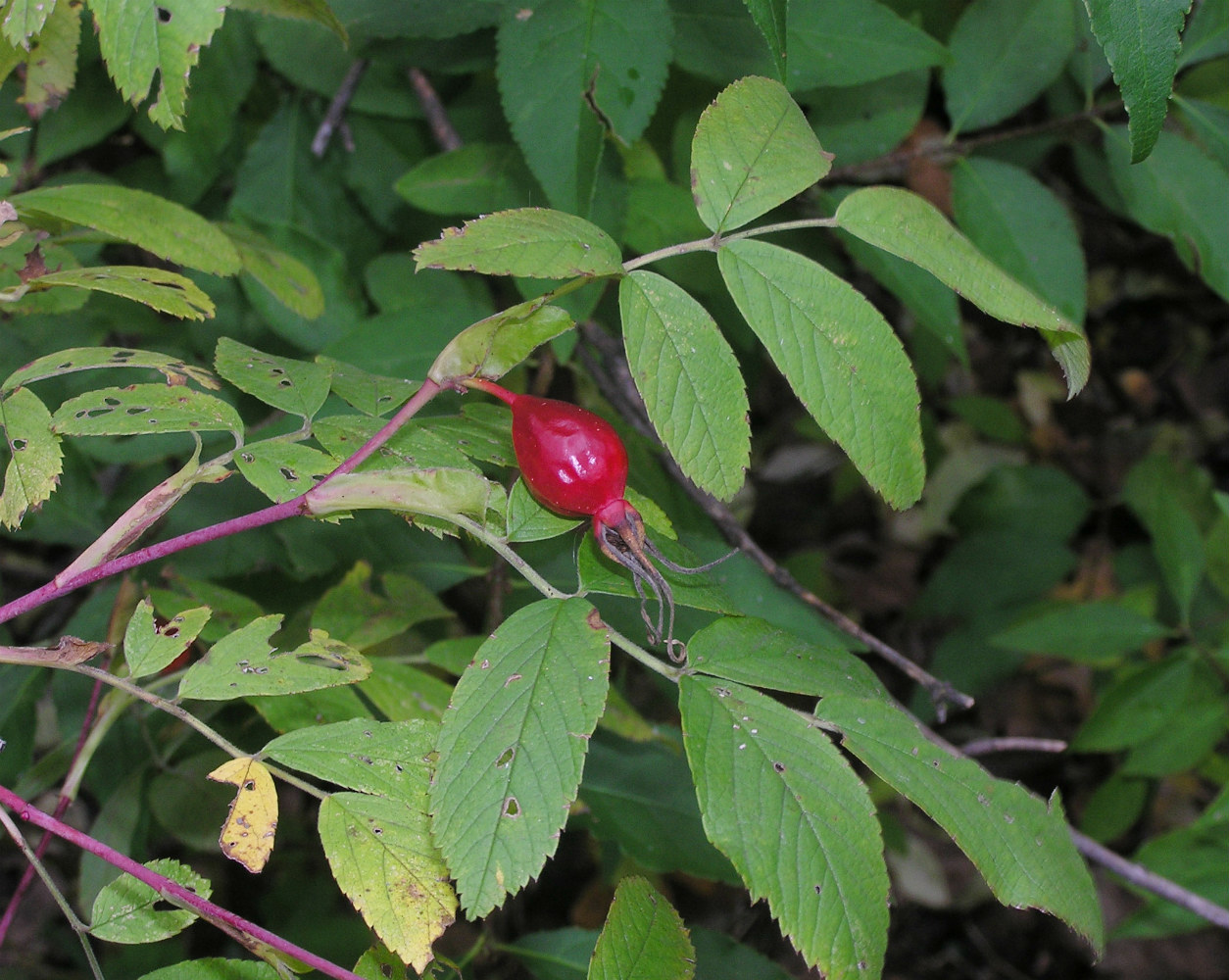 Image of Rosa glabrifolia specimen.