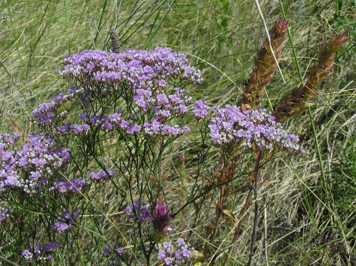 Изображение особи Limonium bungei.