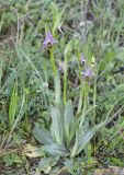 Ophrys oestrifera. Цветущее растение. Греция, Халкидики. 14.04.2014.