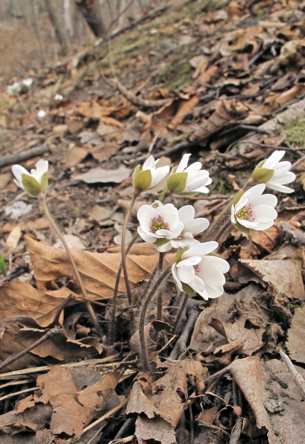 Image of Hepatica asiatica specimen.