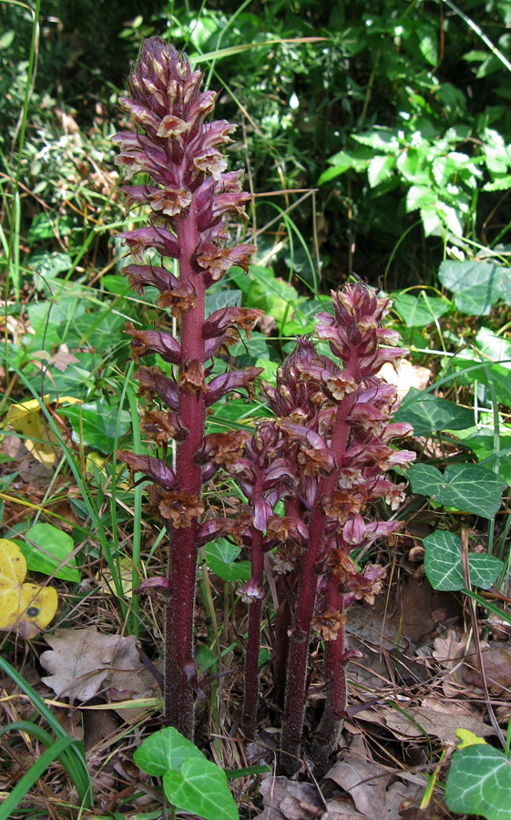 Изображение особи Orobanche hederae.