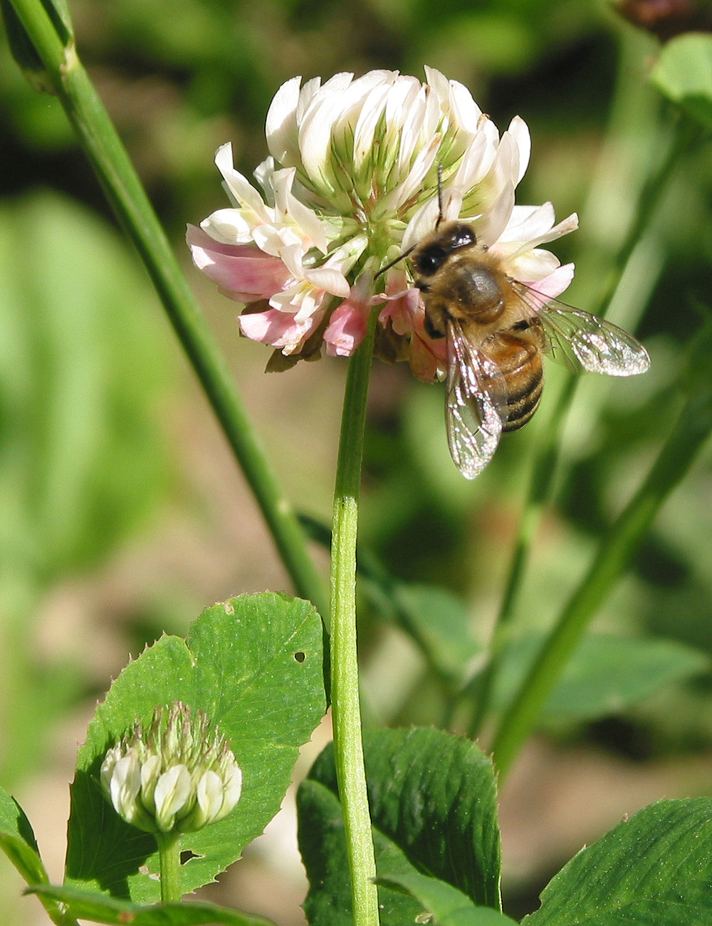 Изображение особи Trifolium hybridum.