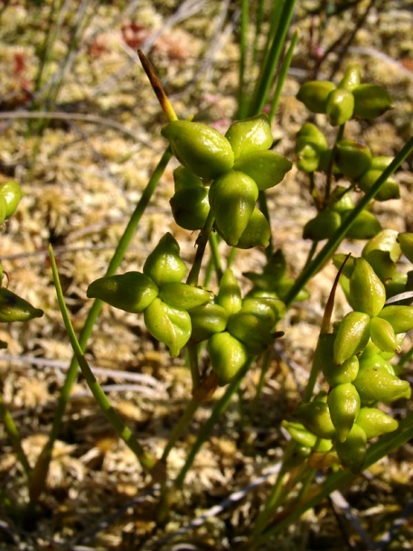 Image of Scheuchzeria palustris specimen.