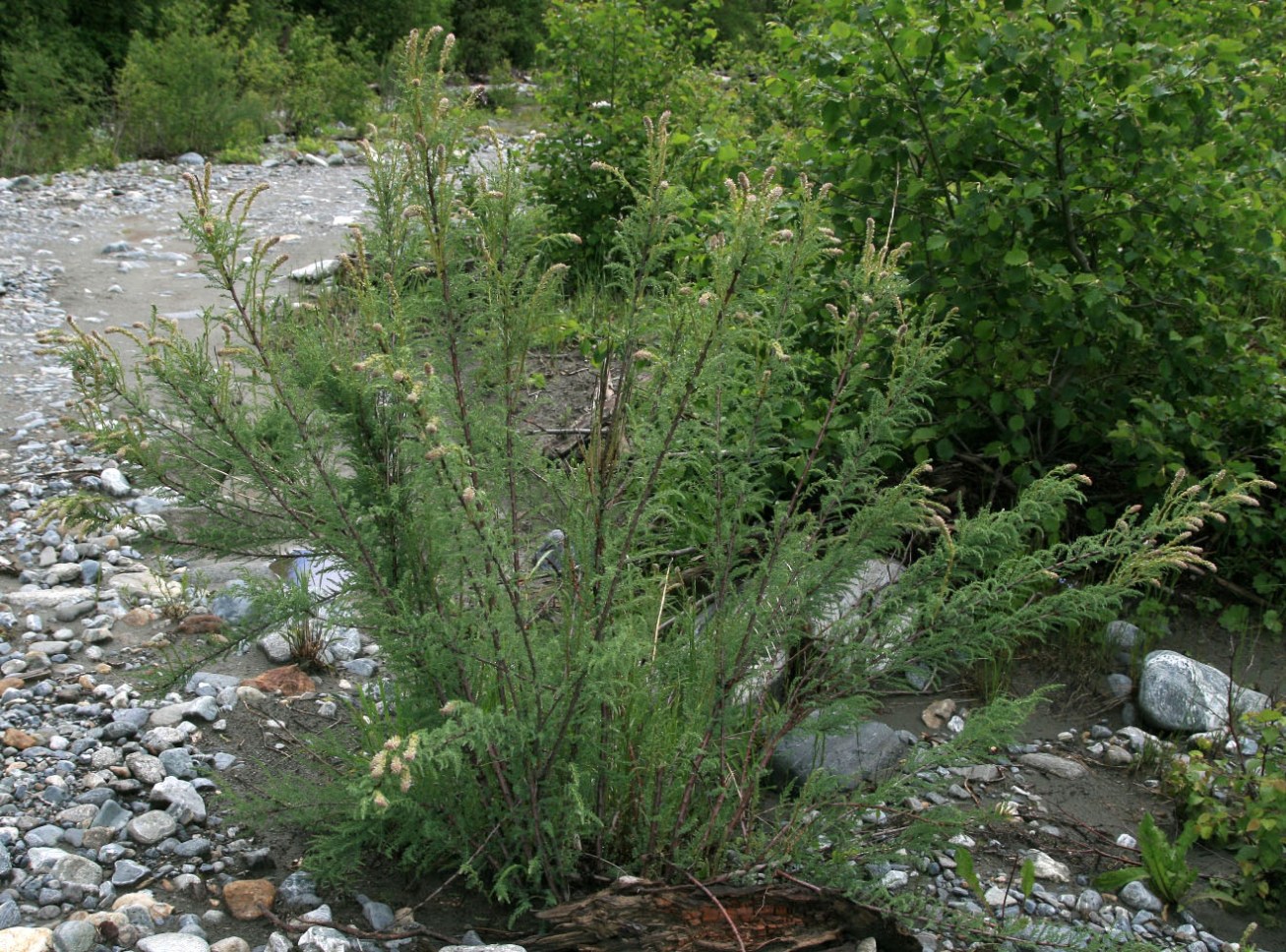 Image of Myricaria squamosa specimen.